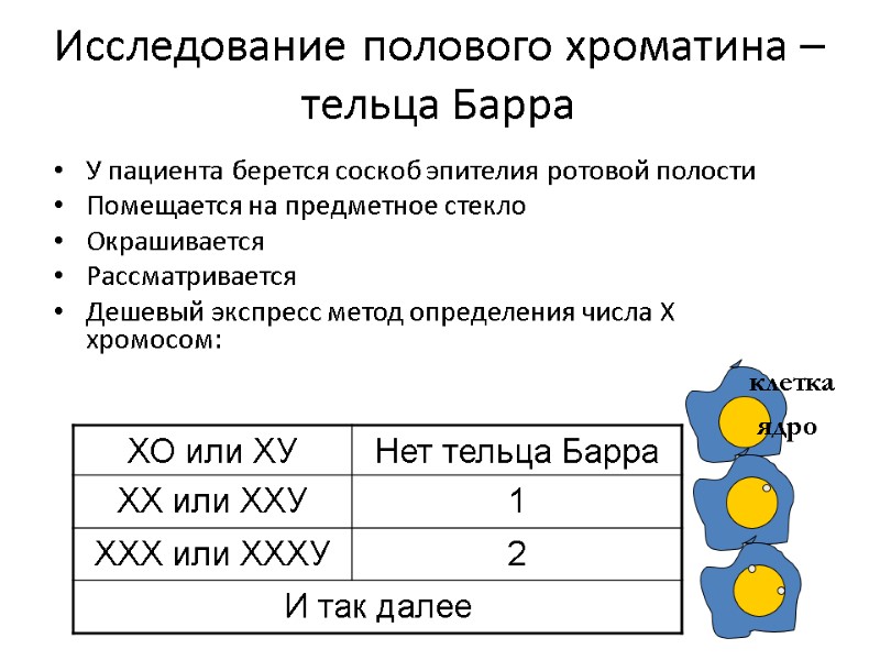 Исследование полового хроматина – тельца Барра У пациента берется соскоб эпителия ротовой полости Помещается